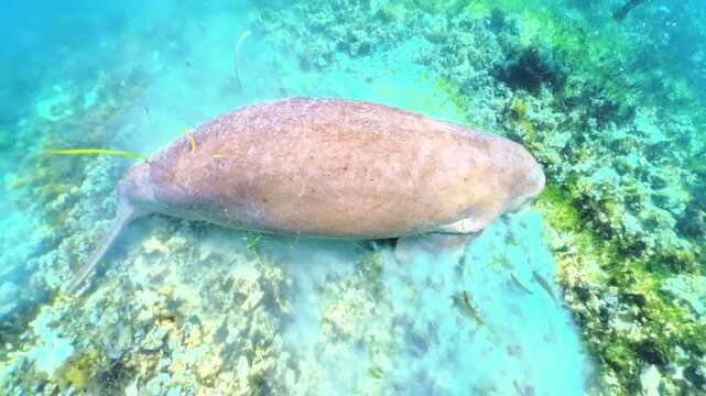 Dugong, herbivorous mammal, gracefully swimming through water over vibrant coral reef, feeding on seagrass in marine ecosystem of Calauit Game Preserve and Wildlife Sanctuary of Palawan, Philippines