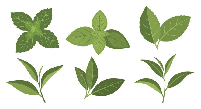 Variety of green leaf shapes.