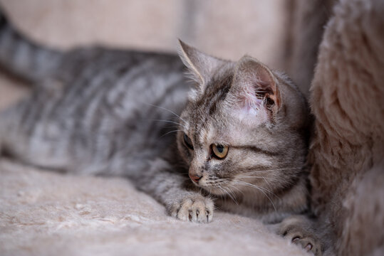 silver cat reclines on a red sofa