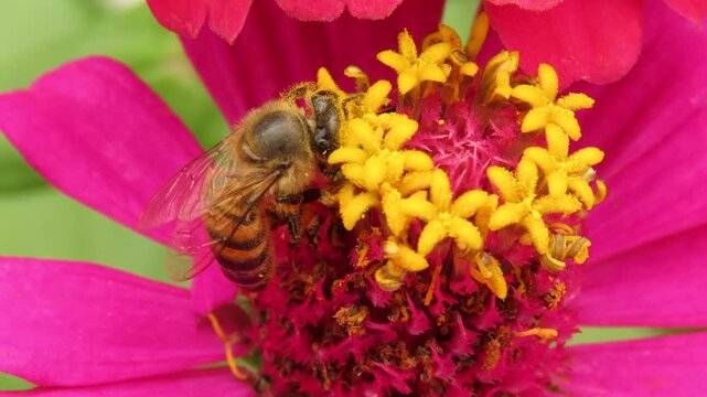 Closeup of a honey bee gathering nectar on a pink zinnia flower, face and legs covered in yellow pollen. Pollination scene.