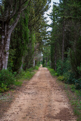 Obraz premium chemin forestier