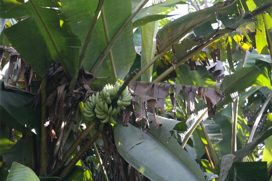 A banana plant, also known as Musa acuminata, with a bunch of unripe fruit growing among its large leaves.&nbsp;    