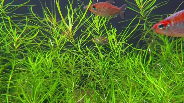 Aquarium life. Barb fish swimming among dense green aquatic plants in an aquarium.