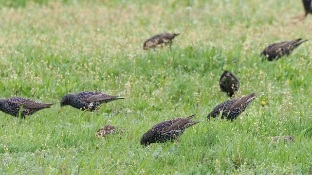 Common starling flock foraging on green meadow in spring, Sturnus vulgaris