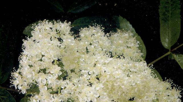 Lush elderflower cluster with visible pollen and textured stamens, dense small white blossoms framed by dark background, micro particles float