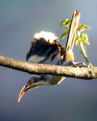 Grey Hornbill Taking Flight – Motion Blur Wildlife Capture © Buddhika