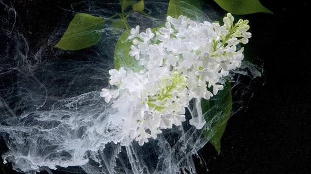 White elderflower with swirling ink plume and milky cloud, opaque fluid forms envelop blossom against black background, studio macro capturing