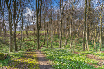 Fototapeta premium Enchanting Beech Forest Floor Covered in White Wood Anemones