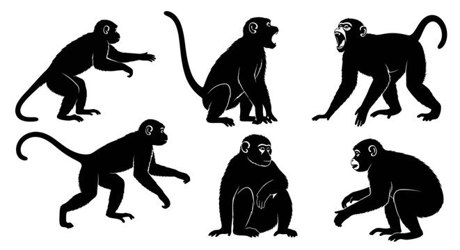 Silhouette Monkey Collection: Various Poses of Primates in Black and White