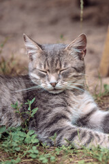 Obraz premium Cute grey cat sleeping in the yard on the grass in summer