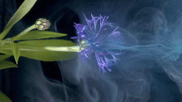 Petal cluster gliding through pale smoke, underwater studio capture for nature motion study, bud and leaf details, soothing blue haze, slow
