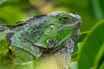 green iguana lizard © Adrian de la Paz