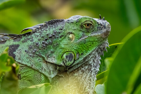 green iguana lizard