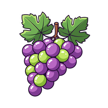 A vibrant bunch of purple and green grapes with lush leaves, depicted in a charming illustration style, perfect for culinary and healthy lifestyle themes