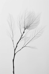 Fototapeta premium Delicate leaf veins on a minimalist branch