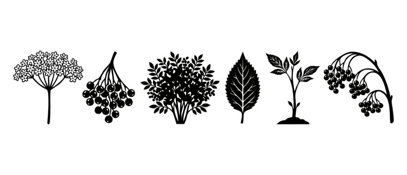 Elderberry plant icons set isolated on white background, black silhouettes of sambucus nigra flower, ripe fruit berries, bush, leaf and young sprout for botanical design elements and herbal logo label