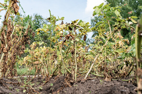 Potato plants in a field suffering from blight, a common plant disease causing significant crop damage and agricultural loss