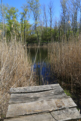 Fototapeta premium Rustic wooden dock leading to a tranquil pond surrounded by tall reeds and lush trees