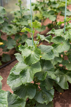 Top View of Cucumber Plants in Greenhouse Rows