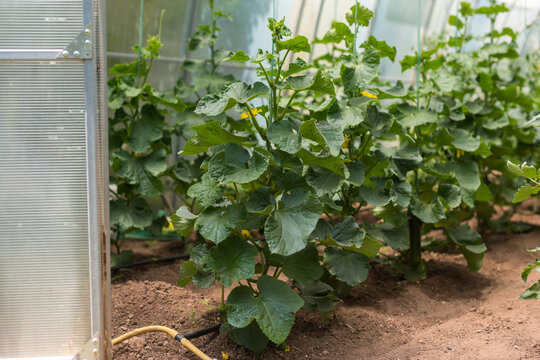 Greenhouse Cucumber Production, Modern Agriculture Concept