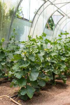 Cucumber Plant from Below in Greenhouse, Growth Perspective