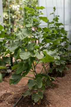 Organic Cucumber Plant in Greenhouse, Sustainable Farming