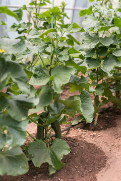Close Up of Cucumber Plant with Flower and Young Fruit