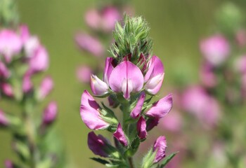 Fototapeta premium Ononis arvensis (field restharrow) growing in a meadow