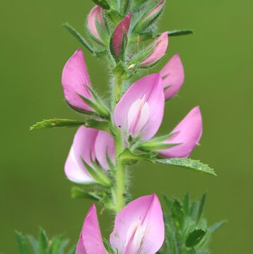 Ononis arvensis (field restharrow) beautiful wildflower growing in a meadow