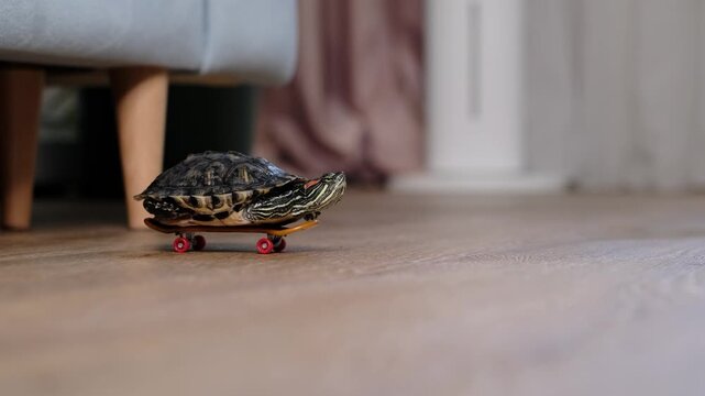 Pet turtle balanced on a small skateboard in a calm home setting with soft indoor light. The unusual scene represents humor, slow movement and creative interaction with animals.