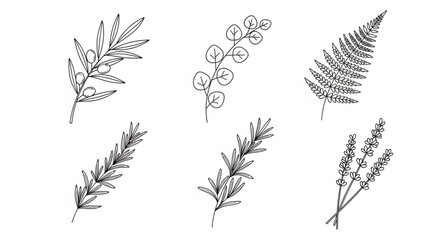 Various types of fern leaf illustrations. © Mas