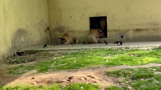 The dream of a large brown bear, a bear in a national nature park, the life of brown bears in the wild. crows are eating around them.