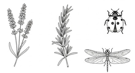 Vintage botanical illustration of lavender ladybug and dragonfly. © Mas