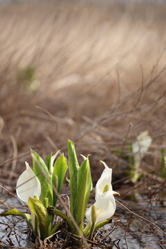 湿原の水芭蕉と背後の枯れた葦