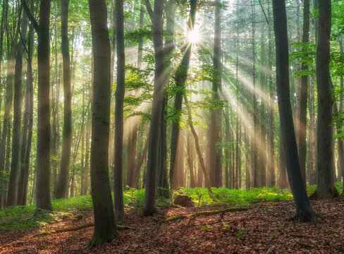 Natural forest of beech trees with sunbeams breaking through morning fog