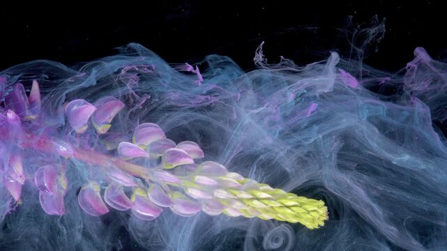 Lupine spike gliding through pastel ink currents, editorial plant study blending fashion and nature, luminous petals and yellow tip, slow diffusion