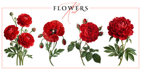Naklejka premium Red garden flowers isolated on a white background. Vintage painting style illustration.