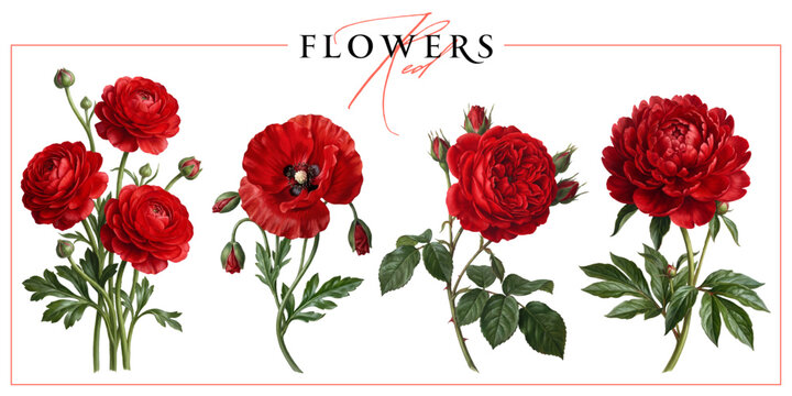 Red garden flowers isolated on a white background. Vintage painting style illustration.