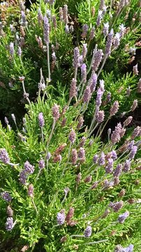 Lavande, fleur de  Provence dans un jardin