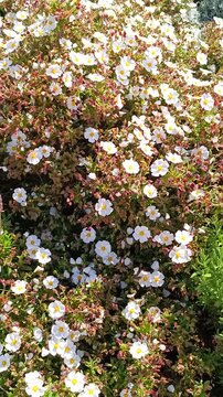 Ciste salvifolius dans un parterre de fleurs, en gros plan
