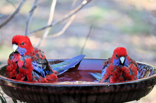 Close-up of two Crimson Rosellas (Platycercus elegans) bathing, South Australia