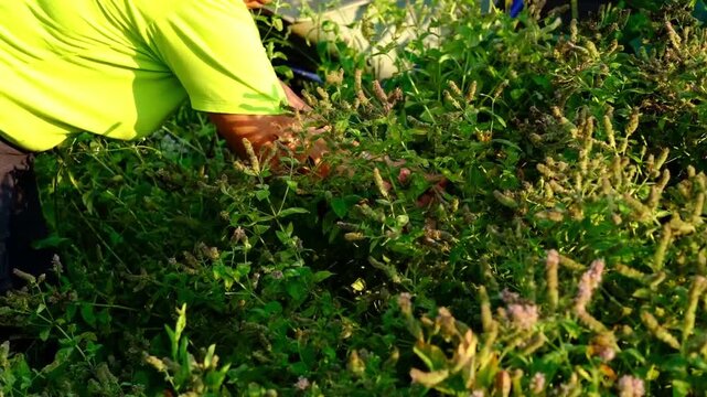 Side view of an older woman cutting mint with garden shears in warm sunlight, bending over lush plants in a candid lifestyle frame. Homegrown herbs support clean cooking and eco living.
