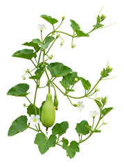 Obraz premium Bottle gourd plant vine with small white flowers and a single green fruit