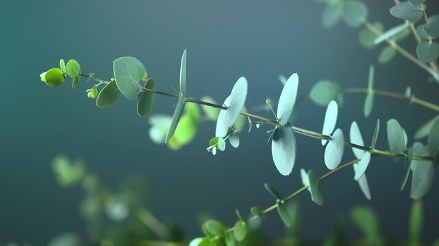 Eucalyptus plant leaves closeup. Fresh Eucalyptus close up, on dark green background, scented, essential oil. Aromatherapy. Slow motion, closeup. 