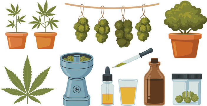 Cannabis plant products set with leaves buds oil and tools, medical marijuana cultivation and processing elements, isolated vector illustration bundle