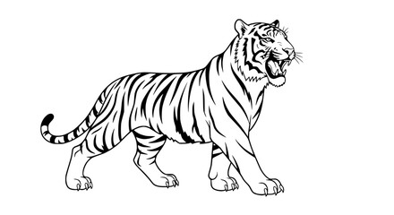 Obraz premium Tiger Illustration, Majestic Feline, Wild Animal, Black and White Line Art