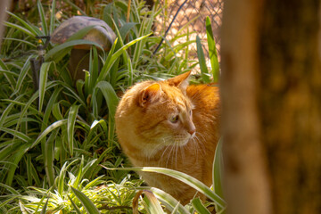 cat in the grass © Percy