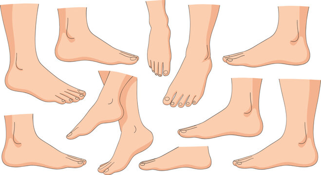 Human feet anatomy set with different angles views, detailed foot structure and body parts illustration, isolated vector collection bundle
