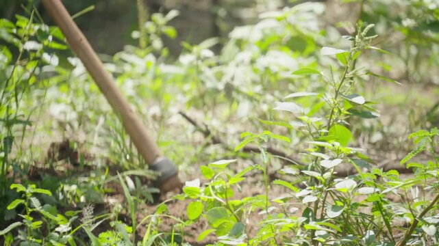 Traditional agricultural worker clearing plants with a hoe
