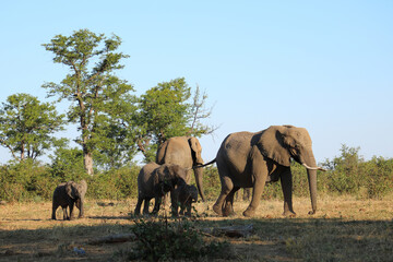 Fototapeta premium Afrikanischer Elefant / African elephant / Loxodonta africana